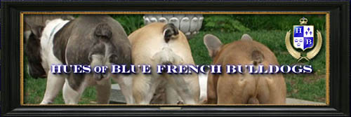 Hues of Blue French Bulldogs