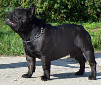 French Bulldog Male