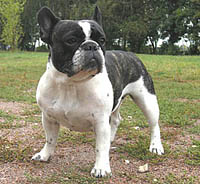 French Bulldog Male